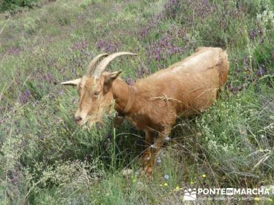 Parque Nacional Monfragüe - Reserva Natural Garganta de los Infiernos-Jerte;paginas de senderismo